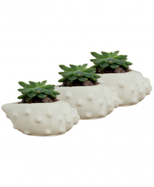 Mini Çiçek Saksı Küçük Sukulent Beyaz Kaktüs Saksısı 3lü Set Deniz Kabuğu Model